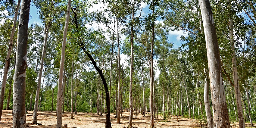 The tall trees at Sonajhuri Forest which is one of the hidden gems of Kolkata.