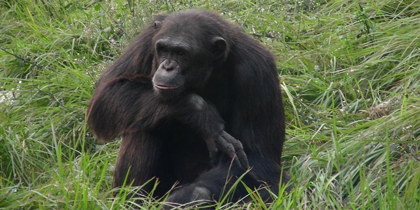 A visit to the Asansol zoo is one of the adventurous and vibrant things to do in Asansol