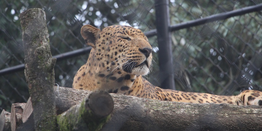 Things to do in Haldwani include visiting the Zoo featuring diverse wildlife and Himalayan species conservation.