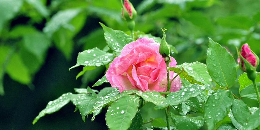 A closeup image of a pink rose with misty bubbles over it in the Ooty Rose Garden.