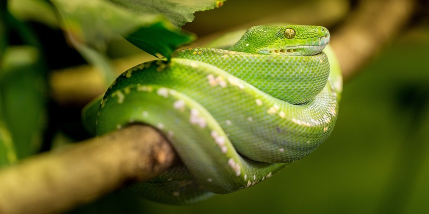 Witness the fascinating reptiles at the Snake Park, one of the famous tourist spots in Chennai.