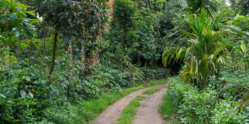 An image of fresh coffee beans resembling the coffee of the Thekkady coffee estate.