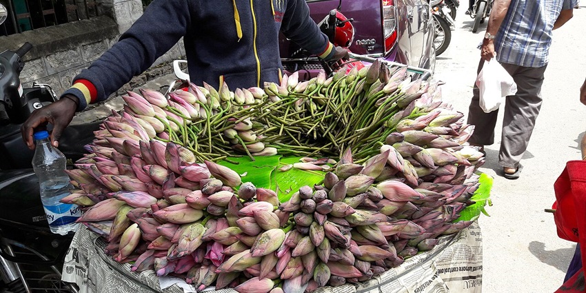 A display of lotus flowers at the market makes visiting this place one of the best things to do in Malleswaram.