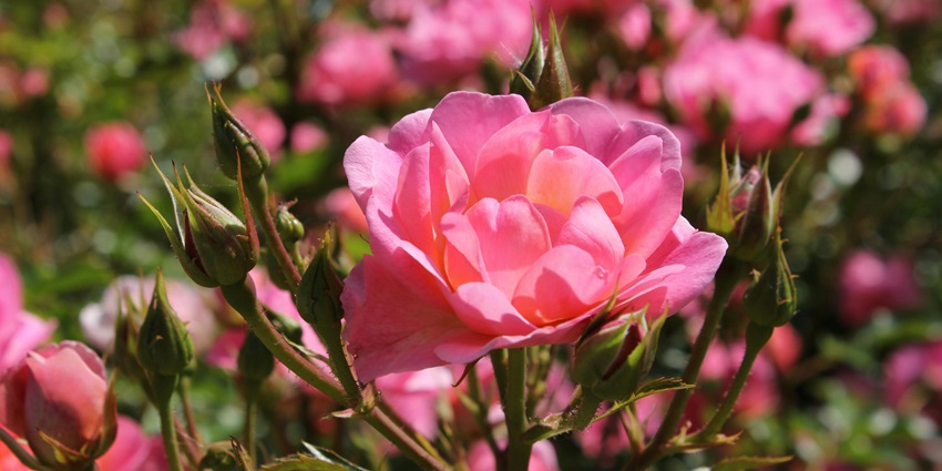 An image of the Rose Garden that offers one of the best things to do in Ooty
