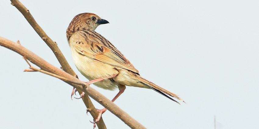 An image of a bird from Surajpur Bird Sanctuary, one of the most pretty places.