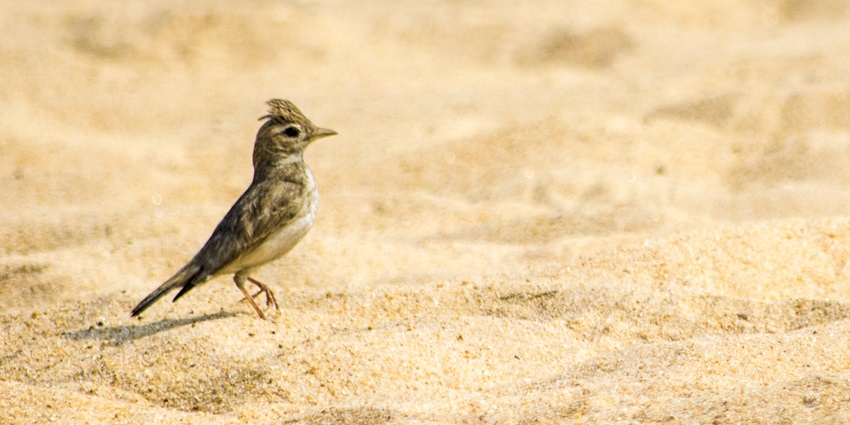 A beautiful sand lark basking in the sun in a wildlife sanctuary near Asansol