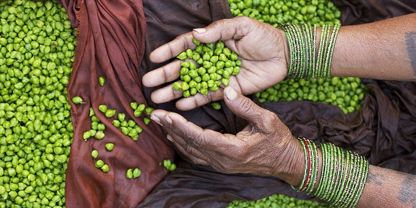 A close-up view of freshly picked green peas sold in Varanasi street market in a heap.