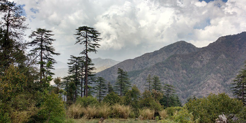 Camping in Dhanaulti surrounded by pine trees and nature trails.