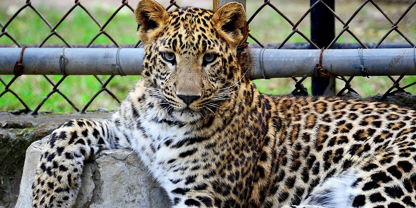 A view of varied wildlife at Jhansi Zoo, ranking right atop the list of things to do in Jhansi.