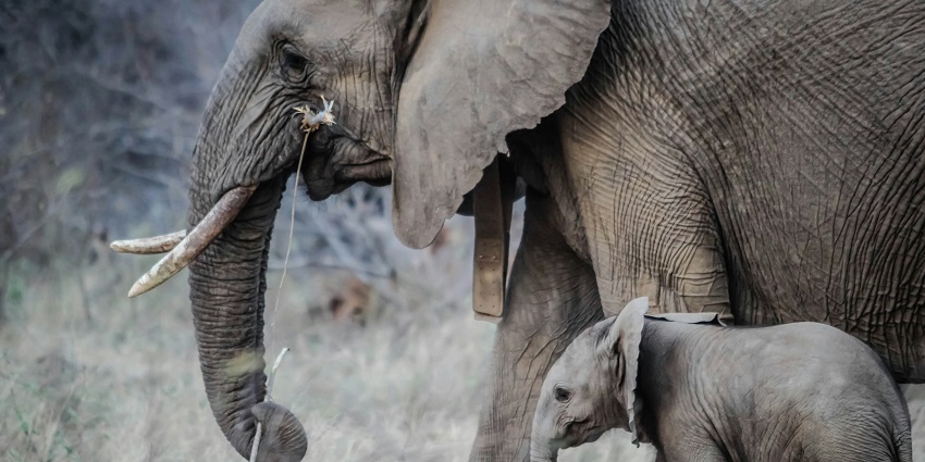 An image of an elephant walking gracefully in a safe and caring environment.
