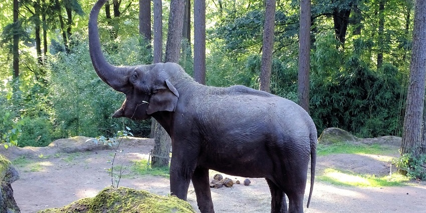 Wildlife safari at Anamalai Tiger Reserve is one of the best things to do in Pollachi.