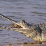 A female gharial in one of the wildlife sanctuaries in Uttar Pradesh