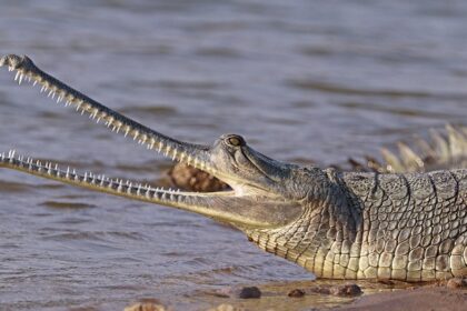 A female gharial in one of the wildlife sanctuaries in Uttar Pradesh