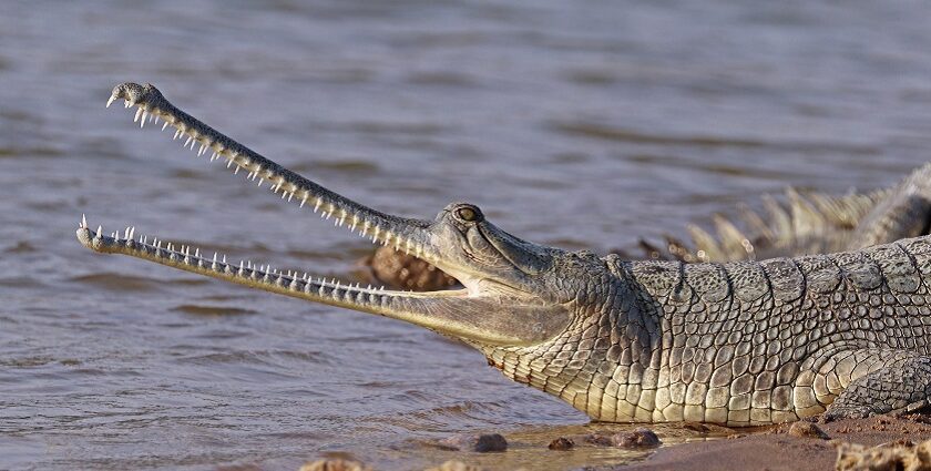 A female gharial in one of the wildlife sanctuaries in Uttar Pradesh