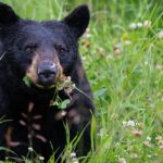 An image of a black bear at one of the unique wildlife sanctuaries in Uttarakhand.