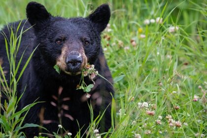 An image of a black bear at one of the unique wildlife sanctuaries in Uttarakhand.