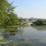 An amazing view of a stunning lake surrounded by dense greenery at Bird Sanctuary.