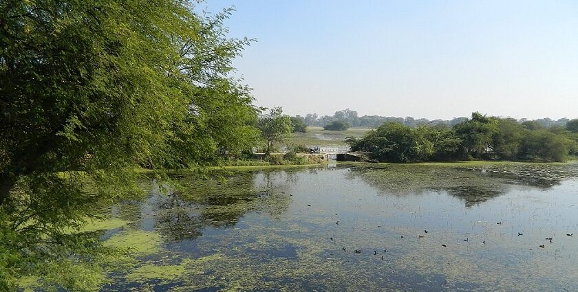 An amazing view of a stunning lake surrounded by dense greenery at Bird Sanctuary.