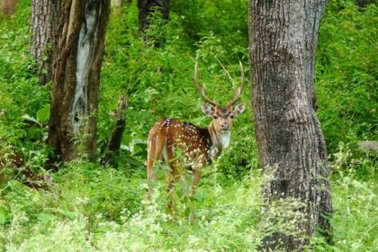 A large area of Mudumalai sanctuary, the biggest Ooty’s Wildlife sanctuary, is shown in this image.