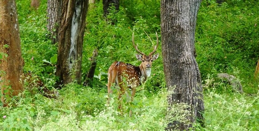 A large area of Mudumalai sanctuary, the biggest Ooty’s Wildlife sanctuary, is shown in this image.