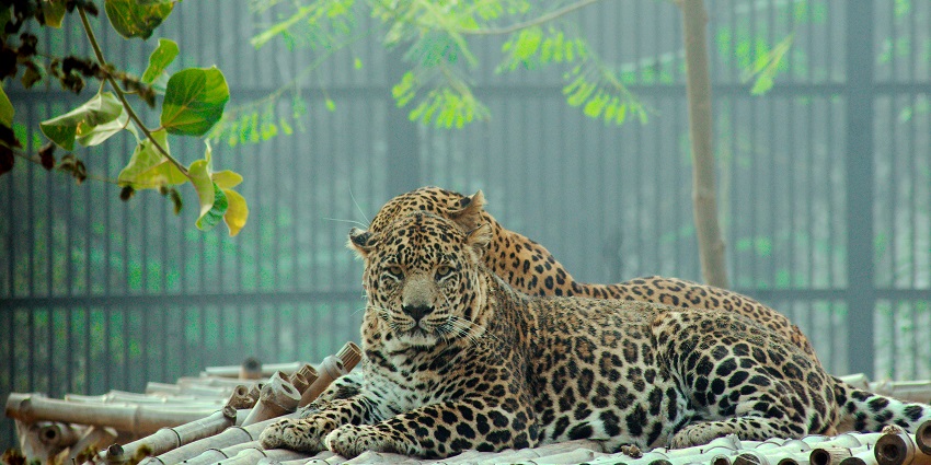 Explore diverse wildlife and vibrant bird species in serene surroundings.