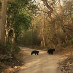 Spot black bears and Bengal tigers in India’s first national park — Jim Corbett National Park