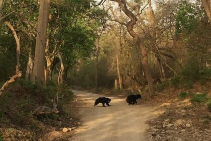 Spot black bears and Bengal tigers in India’s first national park — Jim Corbett National Park