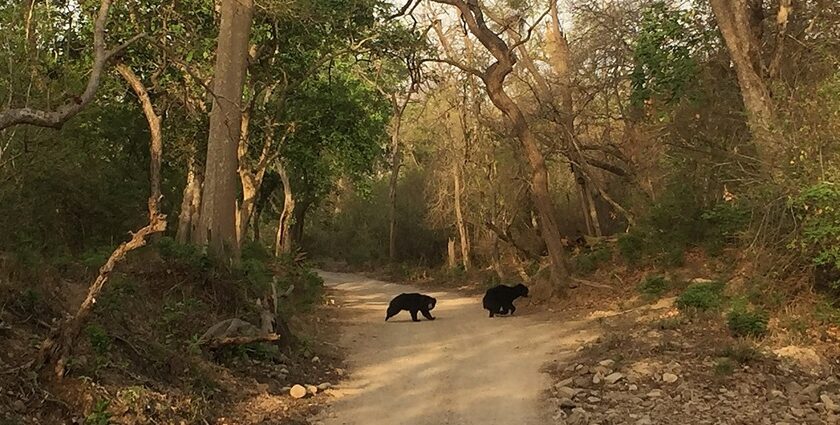 Spot black bears and Bengal tigers in India’s first national park — Jim Corbett National Park