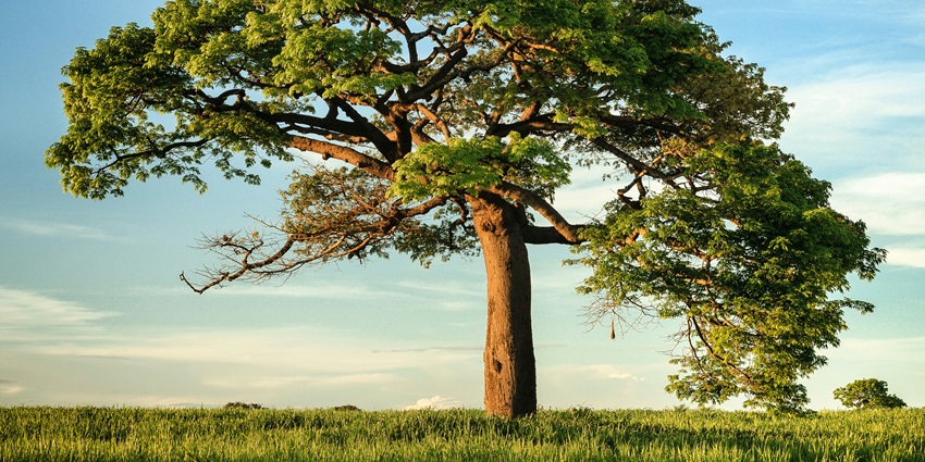 An image of a green mango tree, resembling the mystical mango tree near the temple.