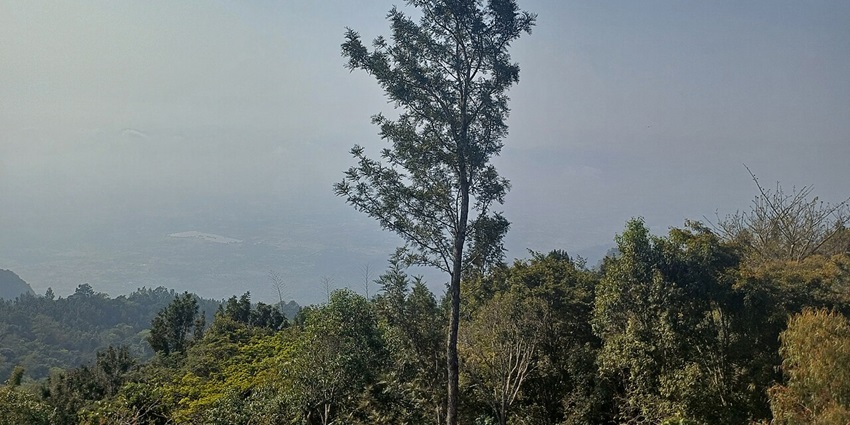 A picture of Yercaud showcasing all its lush coffee plantations and hills.