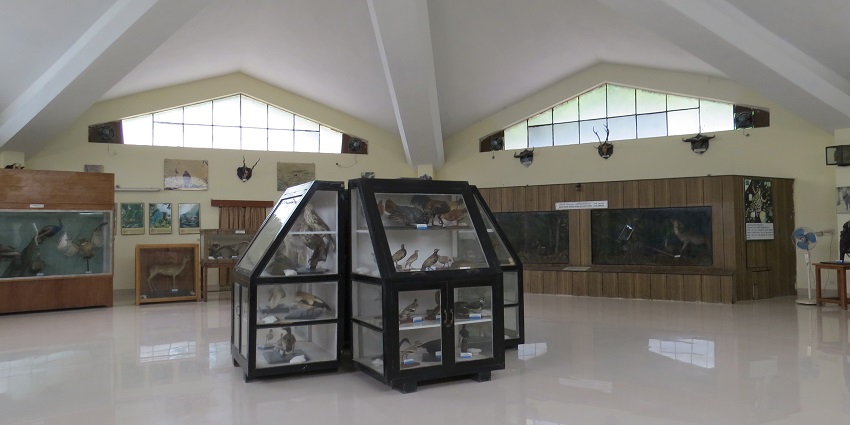 ZSI Museum in Dehradun showcases exhibits of diverse wildlife and natural history.