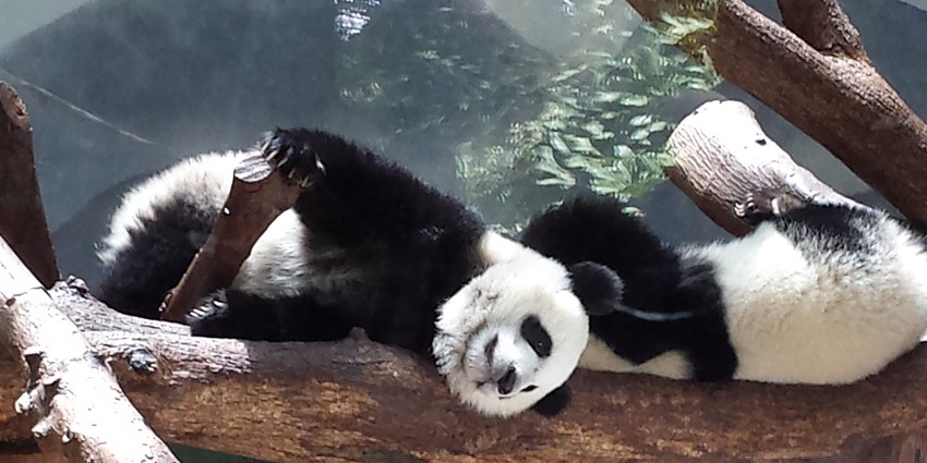 Two Pandas resting on a log in the Panda exhibit at Zoo Atlanta behind the glass