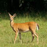 An image showing a deer standing on the lush green sprawling grounds of Uttar Pradesh.