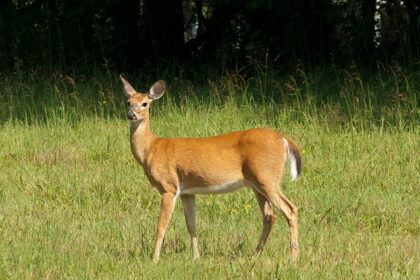 An image showing a deer standing on the lush green sprawling grounds of Uttar Pradesh.