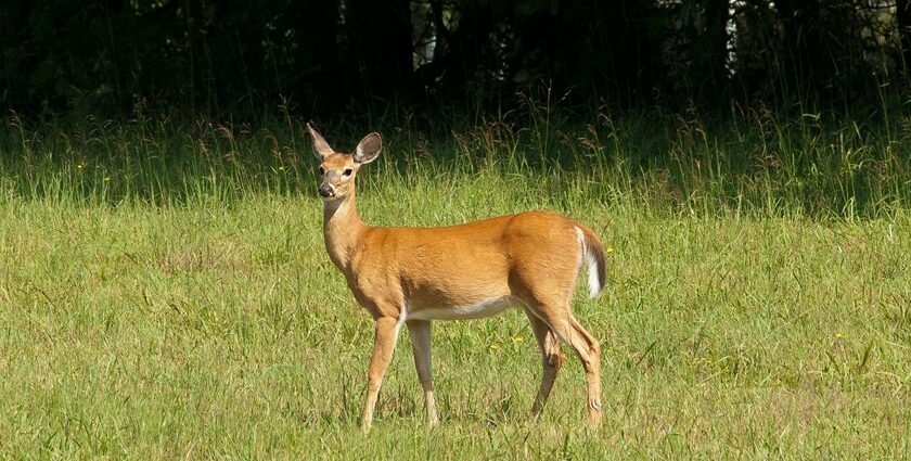 An image showing a deer standing on the lush green sprawling grounds of Uttar Pradesh.