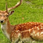 An image showing a deer in a green surrounding at a zoo, similar to the zoo in Varanasi.