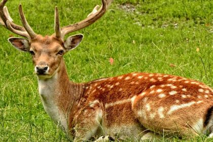 An image showing a deer in a green surrounding at a zoo, similar to the zoo in Varanasi.