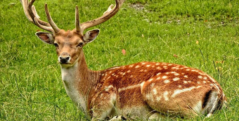 An image showing a deer in a green surrounding at a zoo, similar to the zoo in Varanasi.