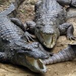 An image showing Marsh Crocodiles basking in the sun at top Zoos in Tamil Nadu.