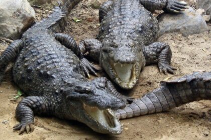 An image showing Marsh Crocodiles basking in the sun at top Zoos in Tamil Nadu.