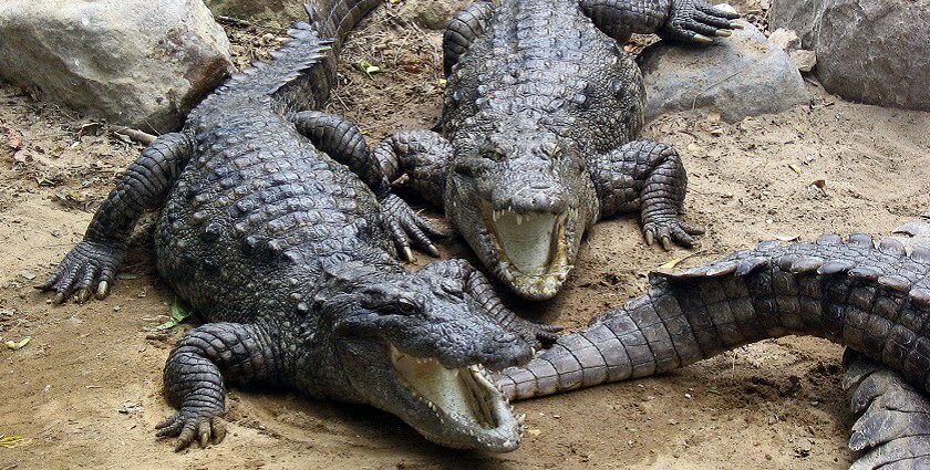 An image showing Marsh Crocodiles basking in the sun at top Zoos in Tamil Nadu.