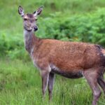 This zoo in Uttar Pradesh is famous in Uttar Pradesh and home to various wildlife species.