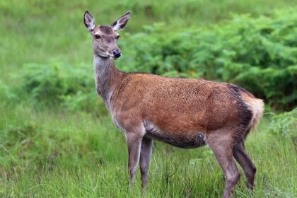 This zoo in Uttar Pradesh is famous in Uttar Pradesh and home to various wildlife species.