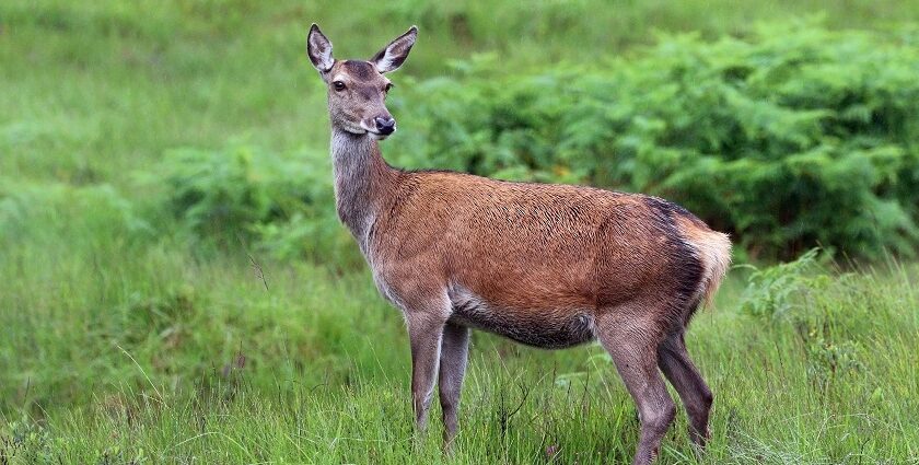 This zoo in Uttar Pradesh is famous in Uttar Pradesh and home to various wildlife species.