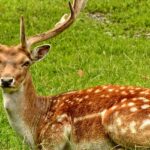 Beautiful snap of a deer sitting in wild in the Askot Wildlife Sanctuary in Uttrakhand