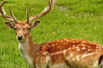 Beautiful snap of a deer sitting in wild in the Askot Wildlife Sanctuary in Uttrakhand