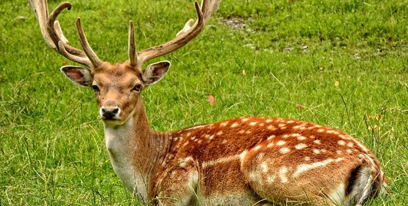 Beautiful snap of a deer sitting in wild in the Askot Wildlife Sanctuary in Uttrakhand