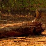 Spotting a golden jackal while camping in the forests of Uttar Pradesh