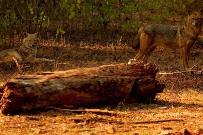 Spotting a golden jackal while camping in the forests of Uttar Pradesh