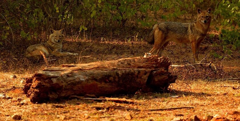 Spotting a golden jackal while camping in the forests of Uttar Pradesh